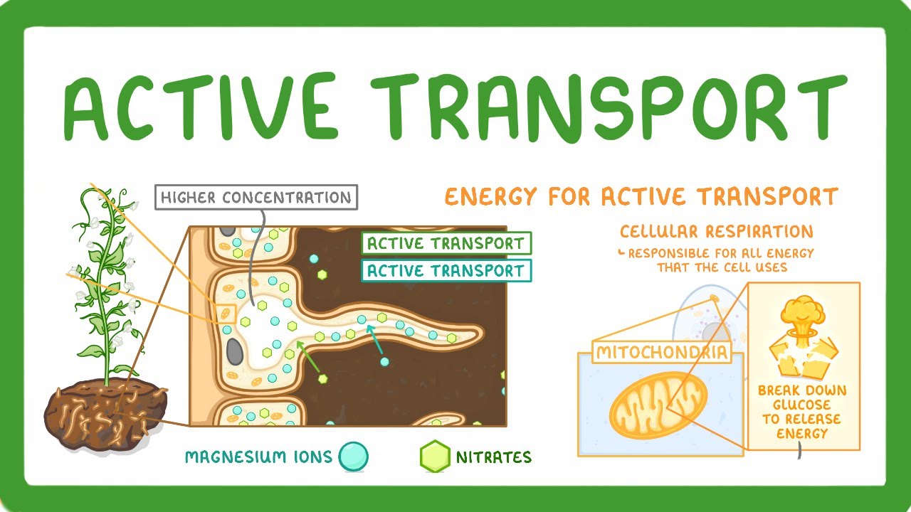 Active Transport Explained: Plant Root Hair Cell Functions
