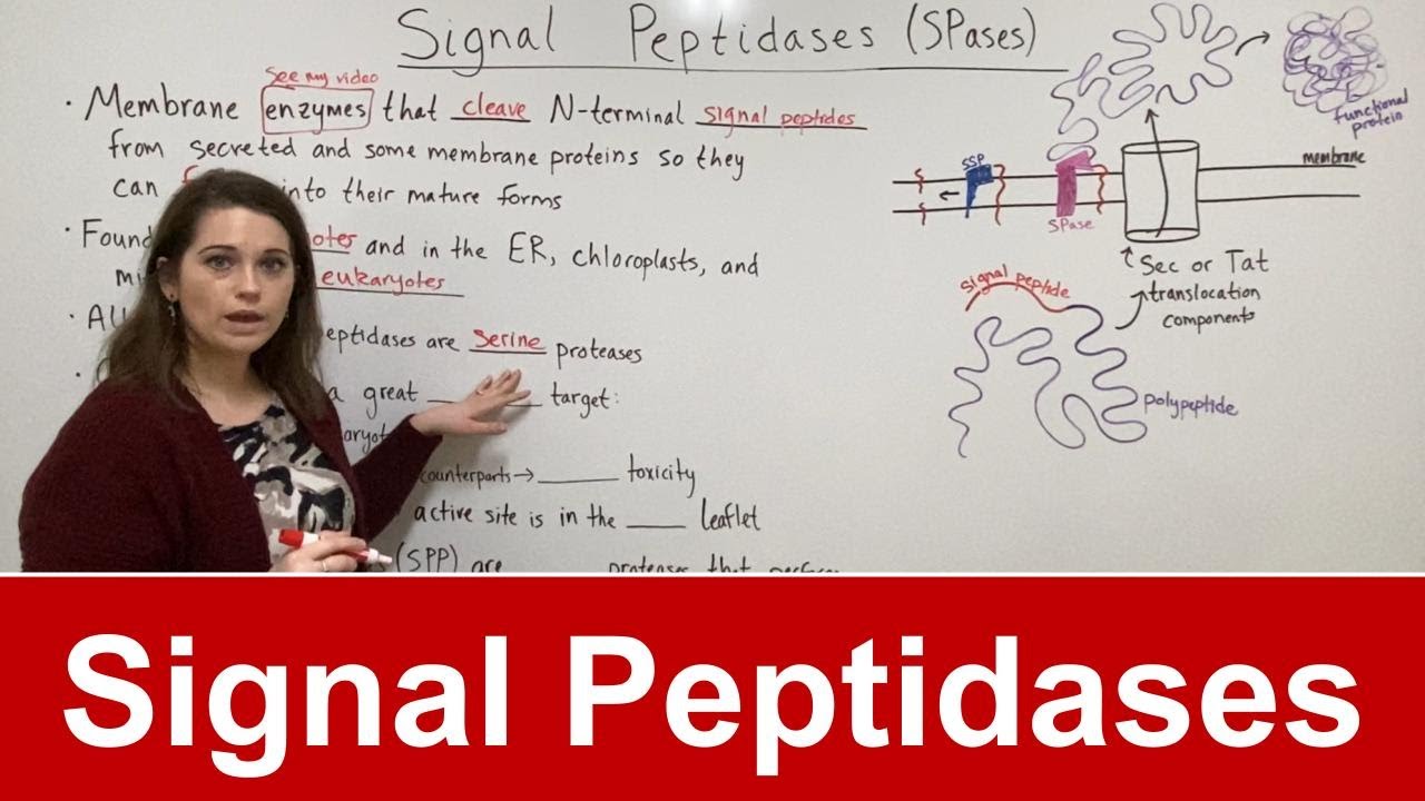 Signal Peptidase Function: Key Enzyme in Protein Secretion & Antibiotic Target