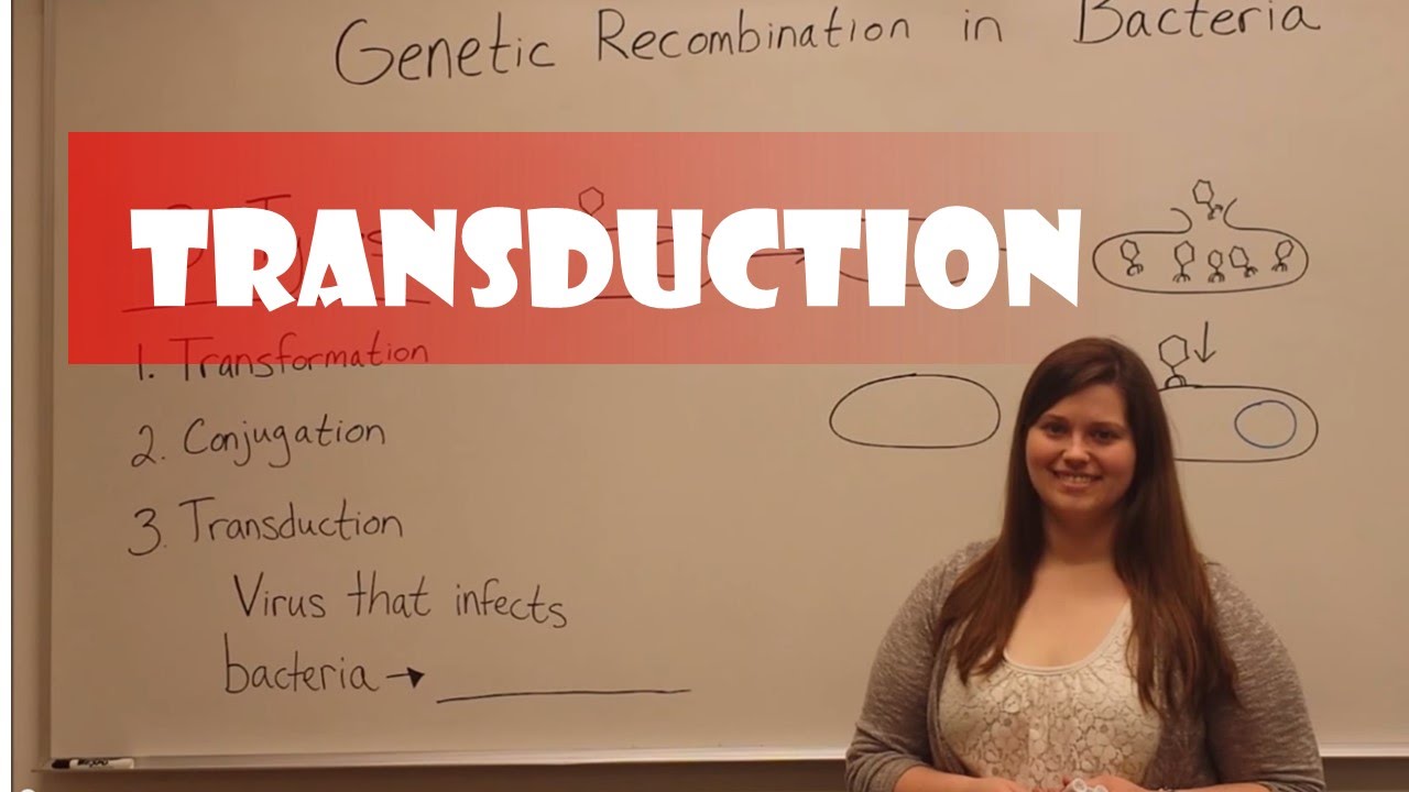 Bacterial Transduction: Viral DNA Transfer Mechanism