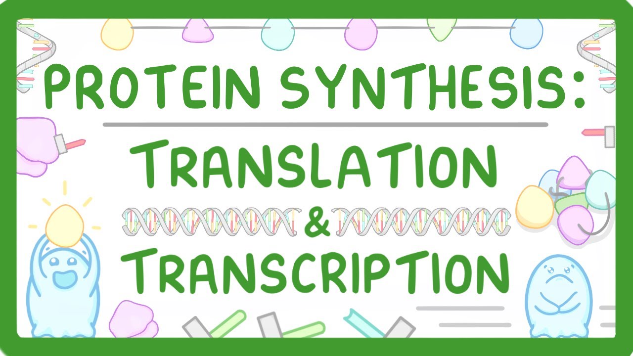 Protein Synthesis Guide: Transcription and Translation Steps
