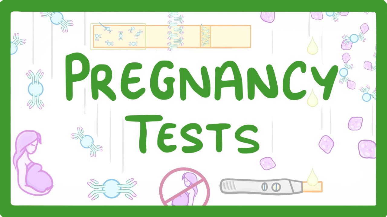 How Pregnancy Tests Work: The Science Behind hCG Detection