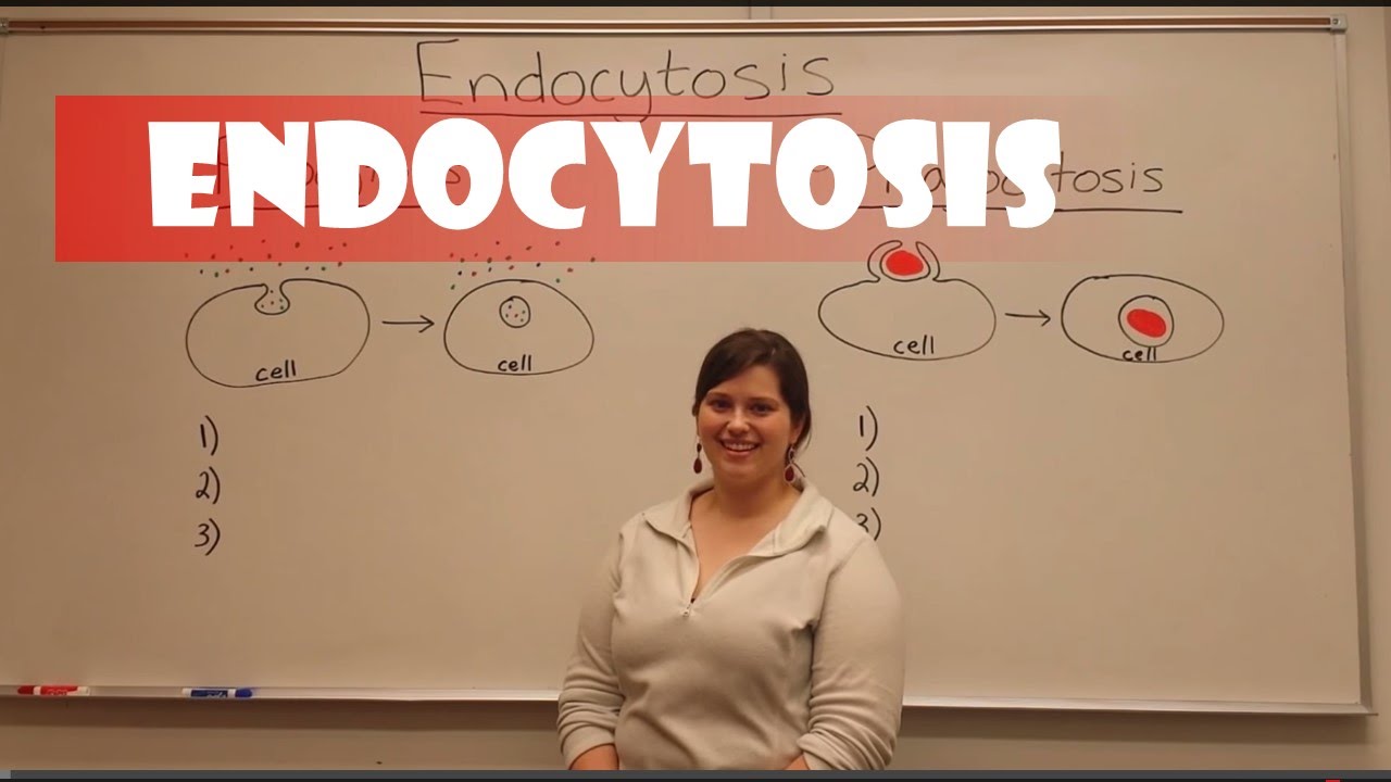 Pinocytosis vs Phagocytosis: Key Differences Explained