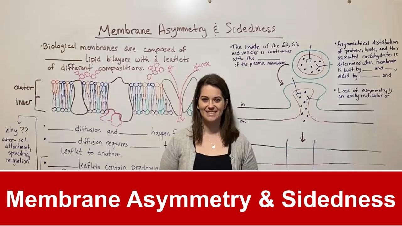 Membrane Asymmetry: How Cells Maintain Critical Sidedness