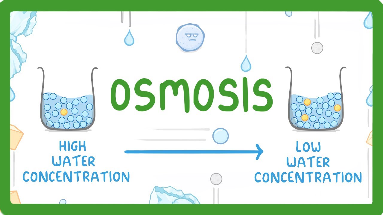 Understanding Osmosis: Water Concentration in Cells Explained