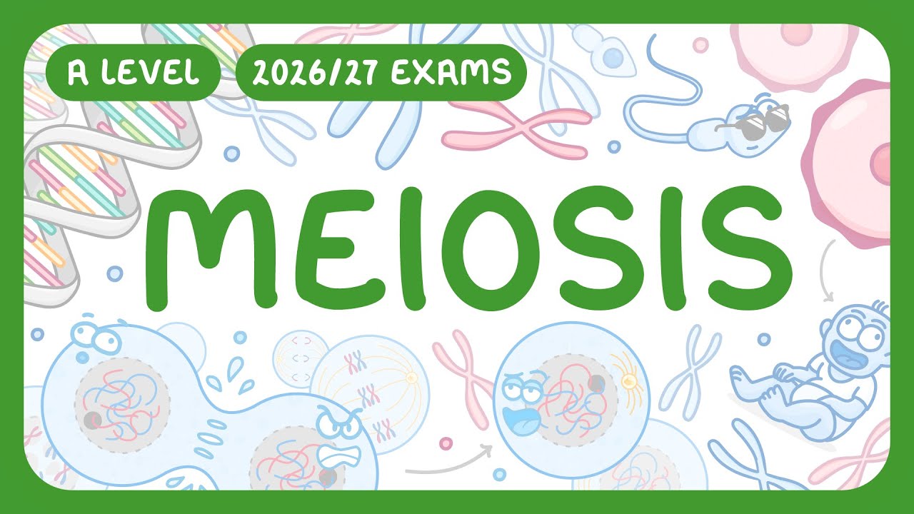 Meiosis Explained: Stages, Differences from Mitosis & Importance