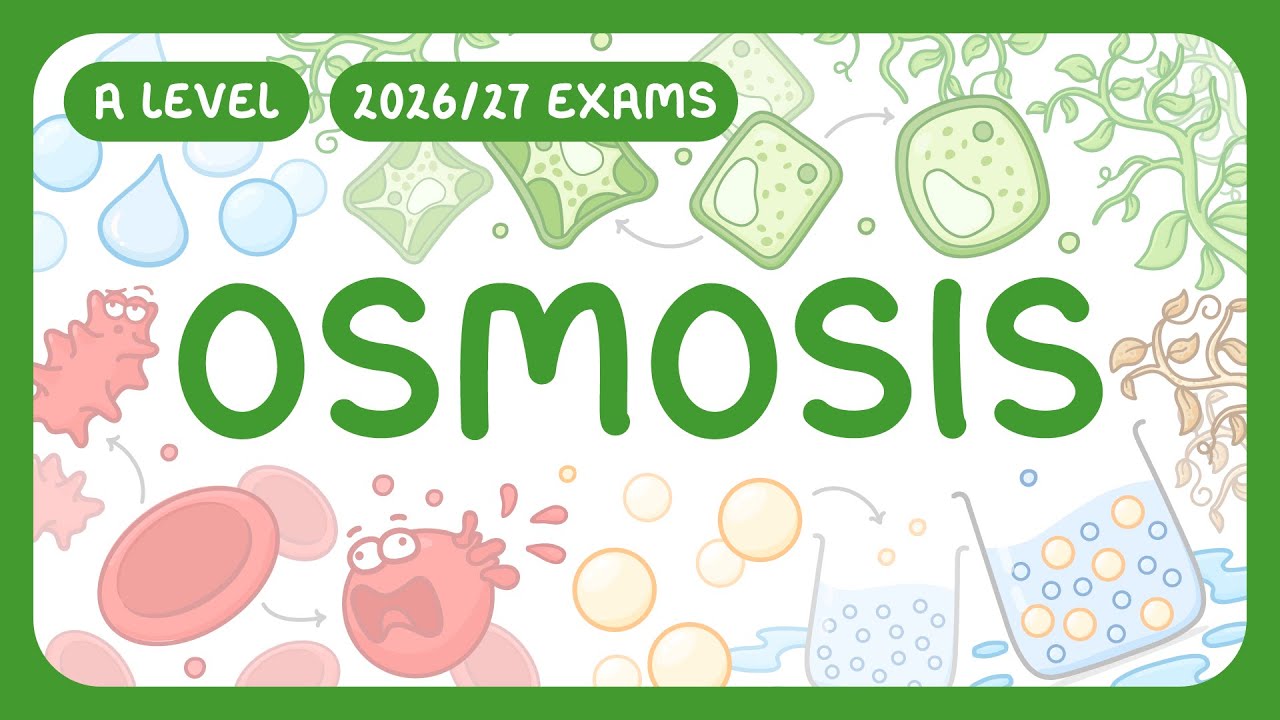 Osmosis Explained: Water Potential & Cell Effects