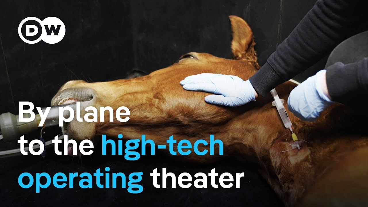 Equine Surgery Breakthroughs: Expert Insights from Europe's Leading Clinic