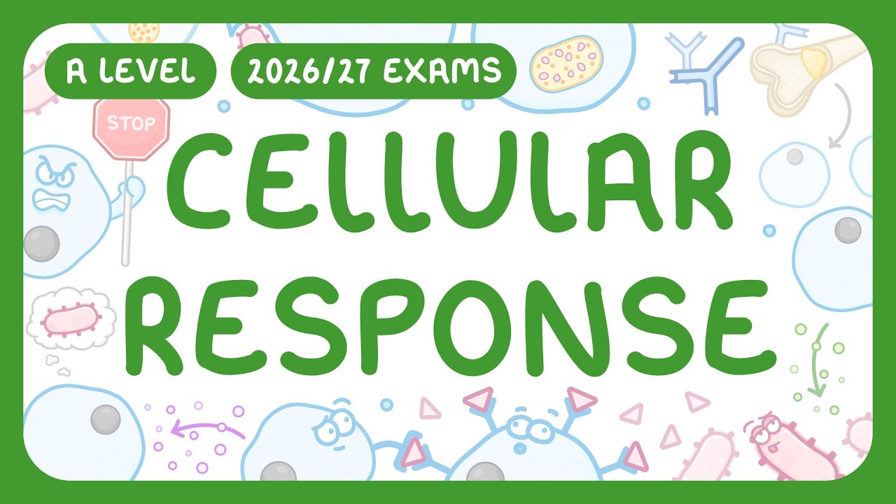 Cellular Immune Response Explained: T-Cells and Defense Pathways