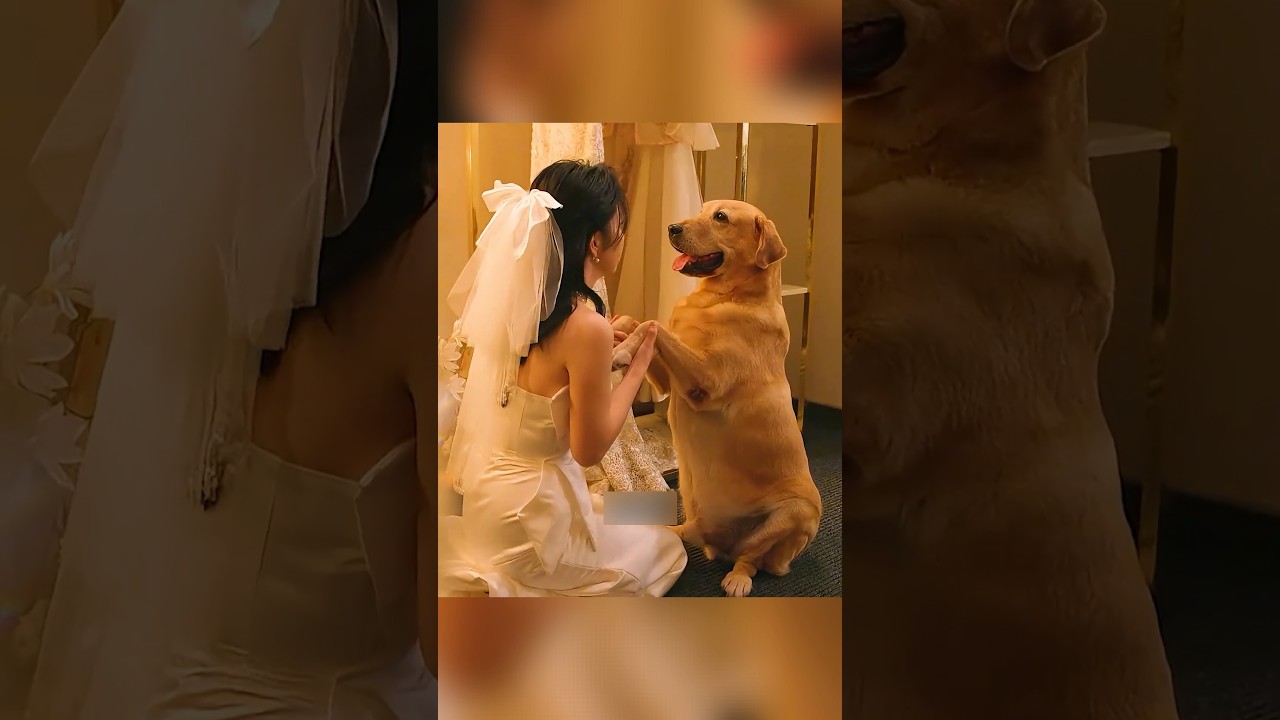 Dog's Mysterious Behavior Mirrors Deceased Father's Spirit