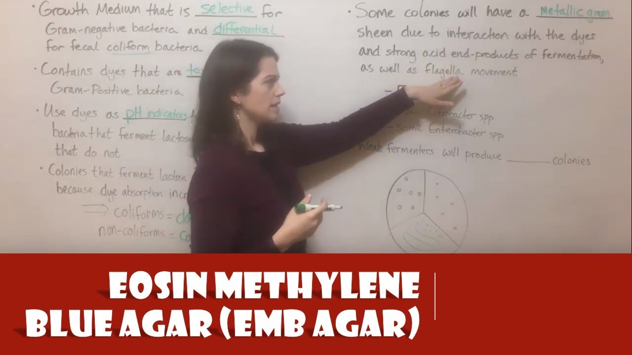 EMB Agar: Selective and Differential Media for Coliform Detection