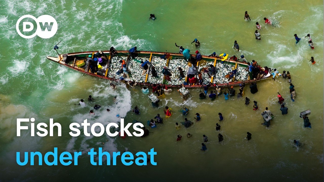 Senegal Fishing Crisis: Foreign Fleets, Fishmeal & Migration