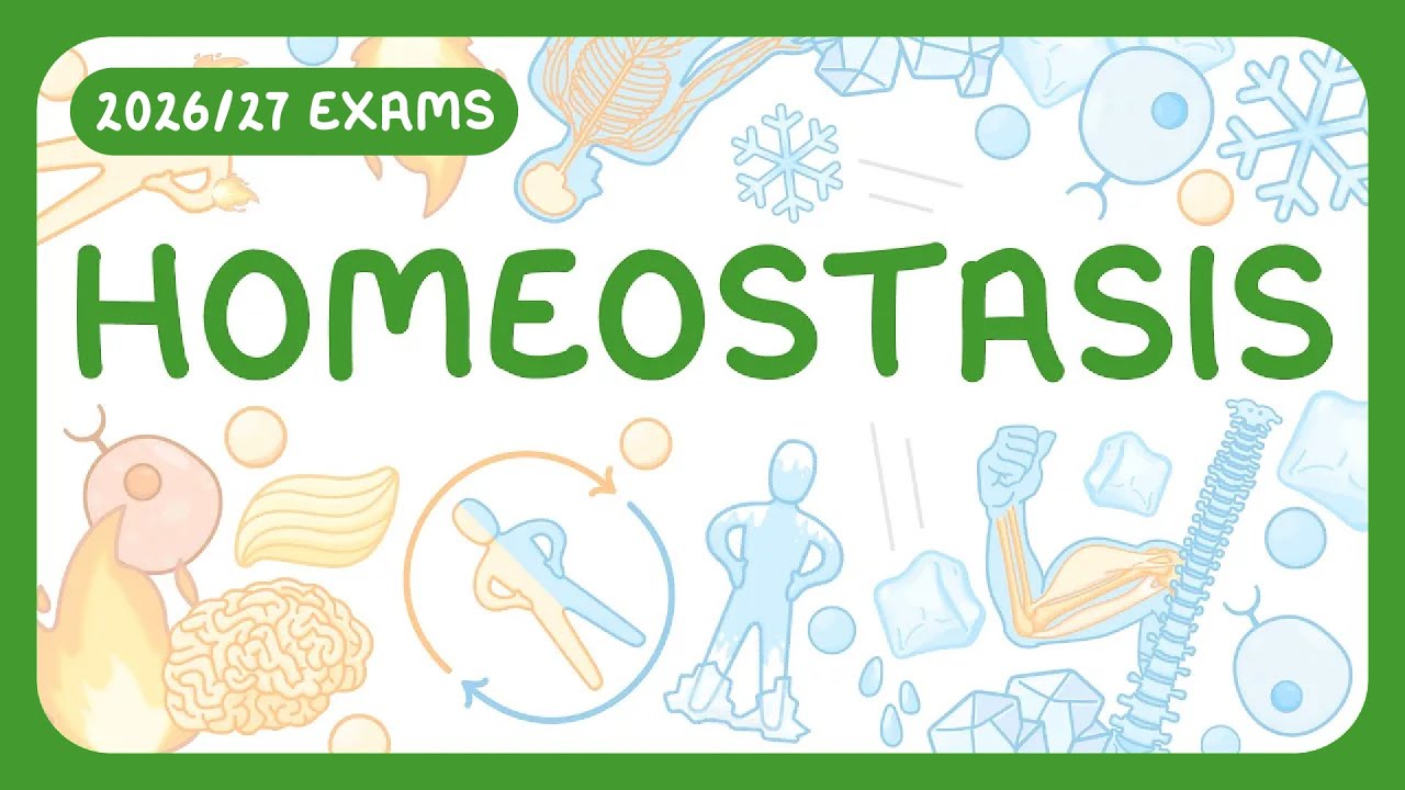 Homeostasis Explained: How Your Body Maintains Balance